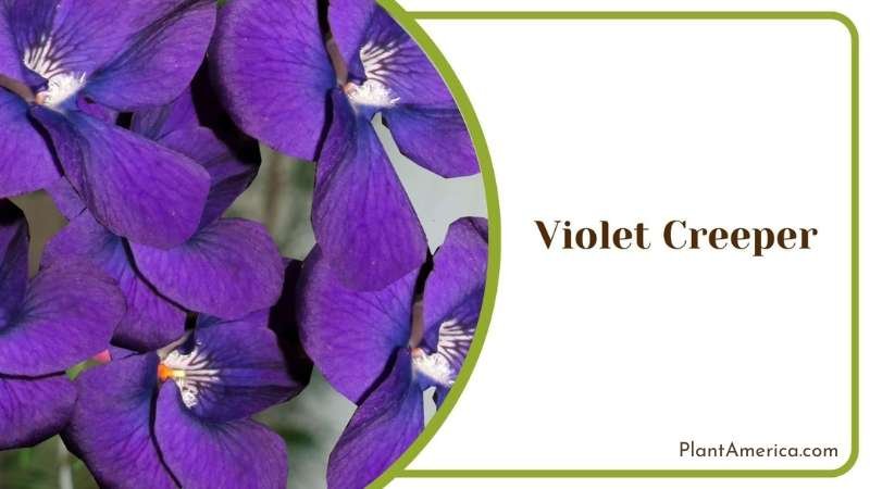Violet Creeper Flower Plant America Violet Creeper Flower Plant America
