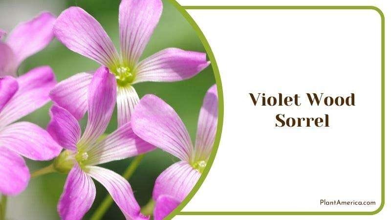 Violet Wood Sorrel Plant America