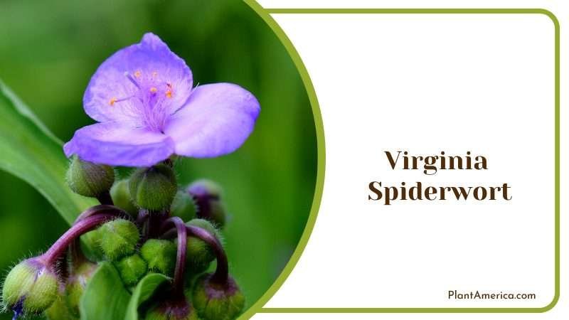 Virginia Spiderwort Flower Plant America