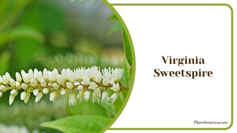 Virginia Sweetspire Plant America