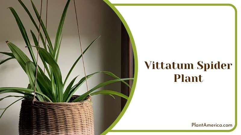 Vittatum Spider Plant PlantAmerica