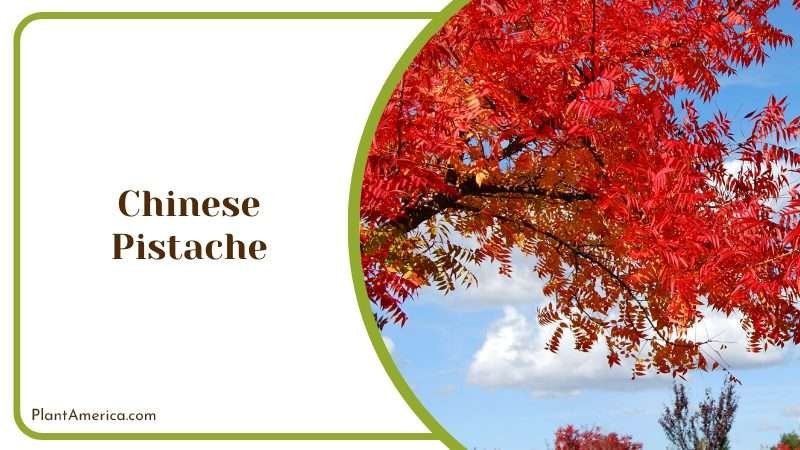 Vivid Color of Chinese Pistache in Autumn PlantAmerica