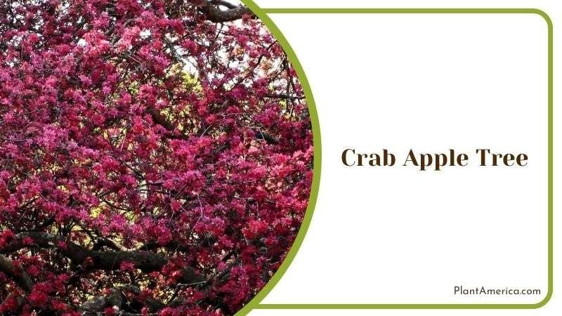 Vivid Red Crab Apple Tree Plant America