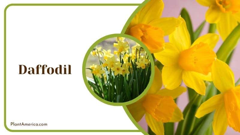 Voles Dislike Daffodil PlantAmerica