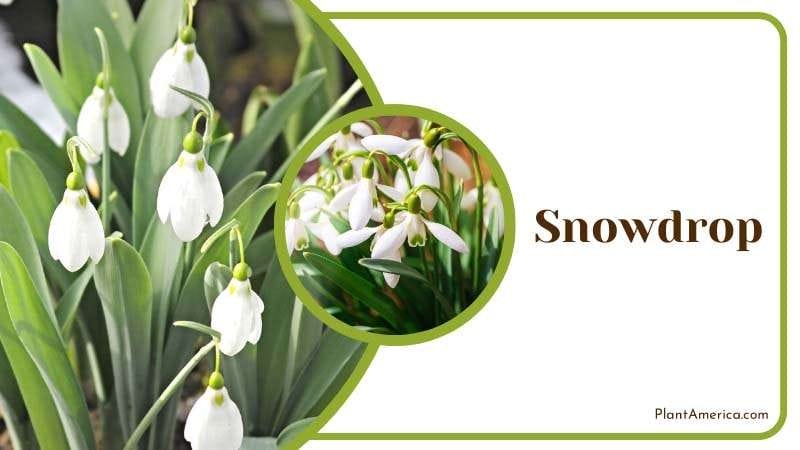Voles find Snowdrop distasteful PlantAmerica