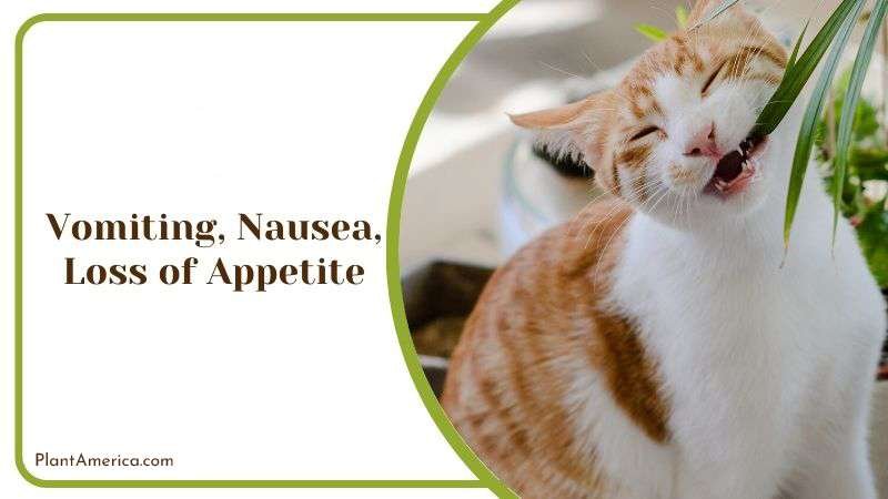 Vomiting Nausea Loss of Appetite Plant America