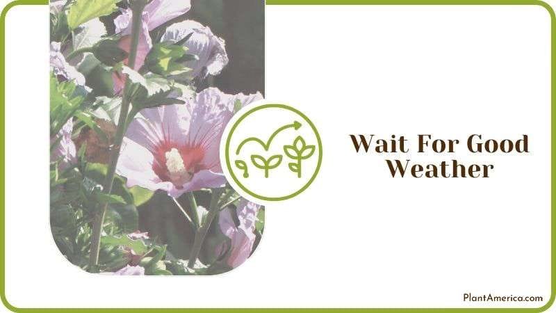Wait For Good Weather Plant America