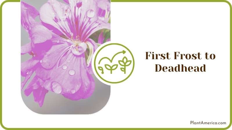 Wait Until After the First Frost to Deadhead Plant America