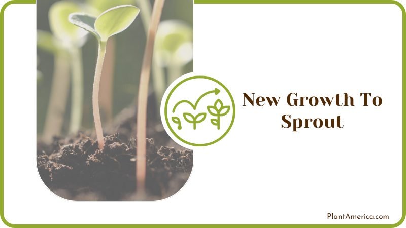 Wait for New Growth To Sprout the Succulents Plant America Wait for New Growth To Sprout the Succulents Plant America