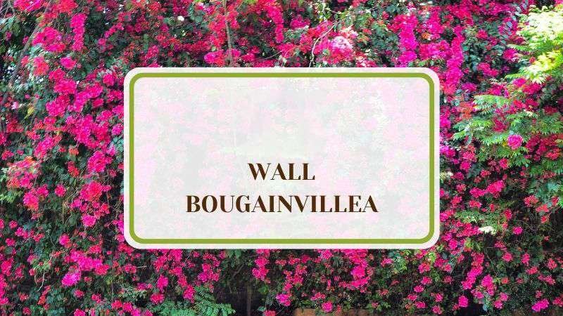 Wall Bougainvillea Plant America Wall Bougainvillea: Everything You Need To Know About This Beauty