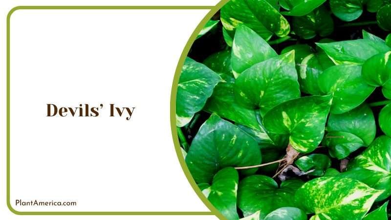 Wall of Devils Ivy Leaves Background Plant America