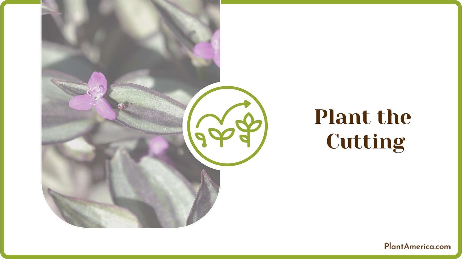Wandering Jew Cutting Plant America