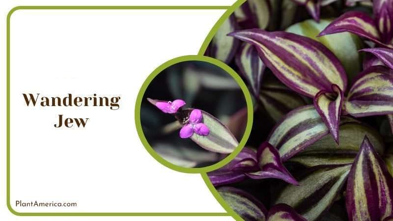 Wandering Jew PlantAmerica Wandering Jew PlantAmerica