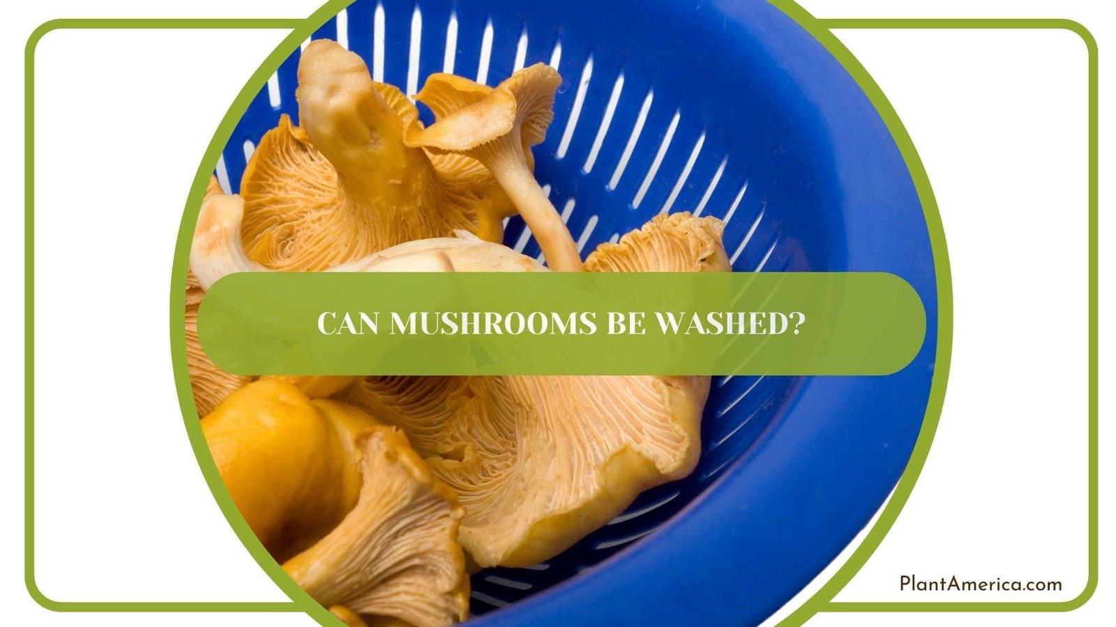 Washed Mushrooms In a Blue Basket Plant America Washed Mushrooms In a Blue Basket Plant America