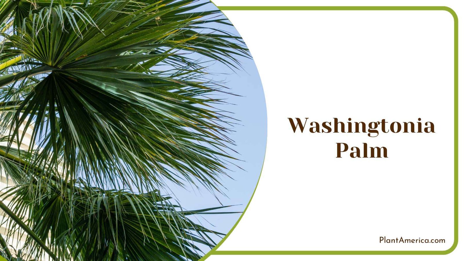 Washingtonia Palm Thrives In The Sun Plant America