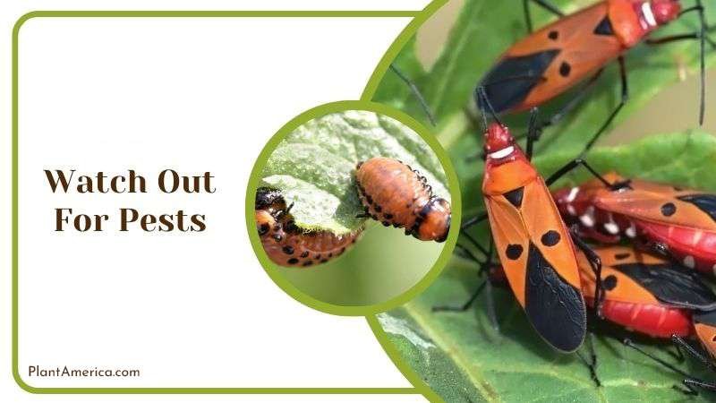 Watch out for Pests PlantAmerica
