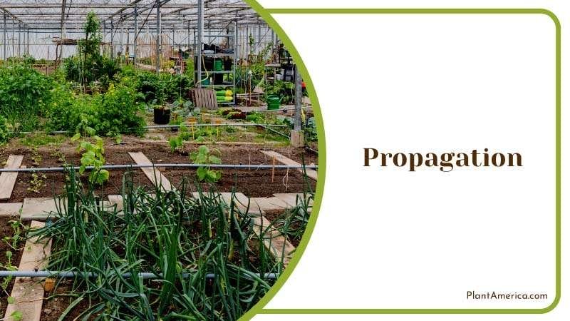 Water Can Be Harmful to Plants Plant America