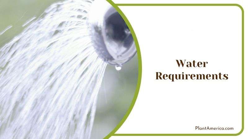 Water Demand for Sedum Nussbaumerianum Plant America Water Demand for Sedum Nussbaumerianum Plant America