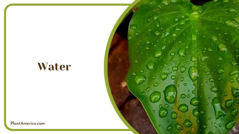 Water Droplets on the Leaves Plant America