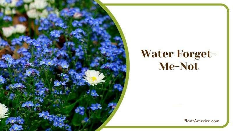 Water Forget Me Not Colorful and Violet Flowers in Group Plant America