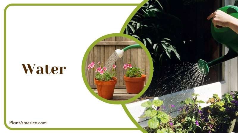 Water Helps plants absorb essential nutrients Plant America