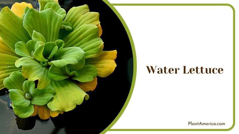 Water Lettuce Plant in Bloom Plant America