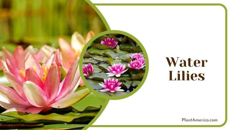 Water Lilies Used to make medicine Plant America Water Lilies Used to make medicine Plant America