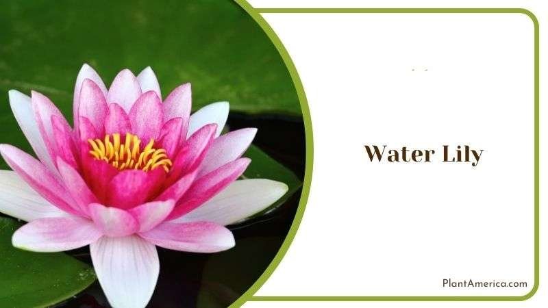 Water Lily Plant America 1