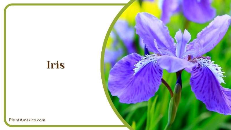 Water Lovers Iris Plants PlantAmerica