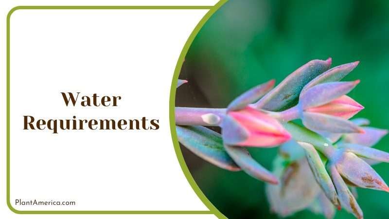 Water Management in Echeveria Afterglow Plant America