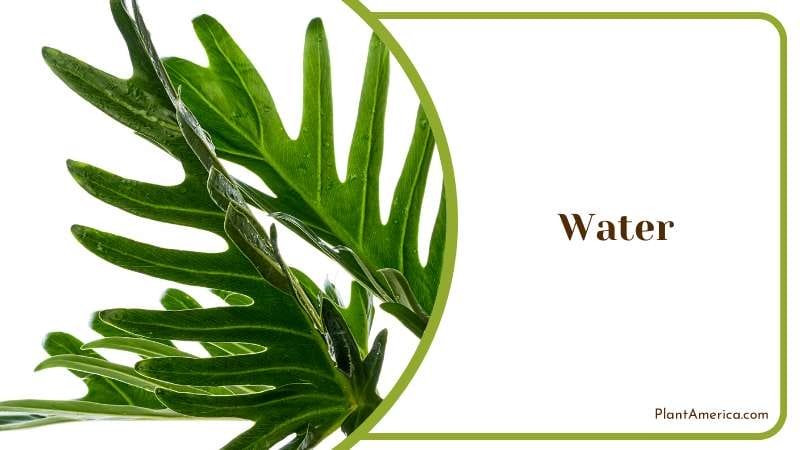 Water Management in Xanadu PlantAmerica