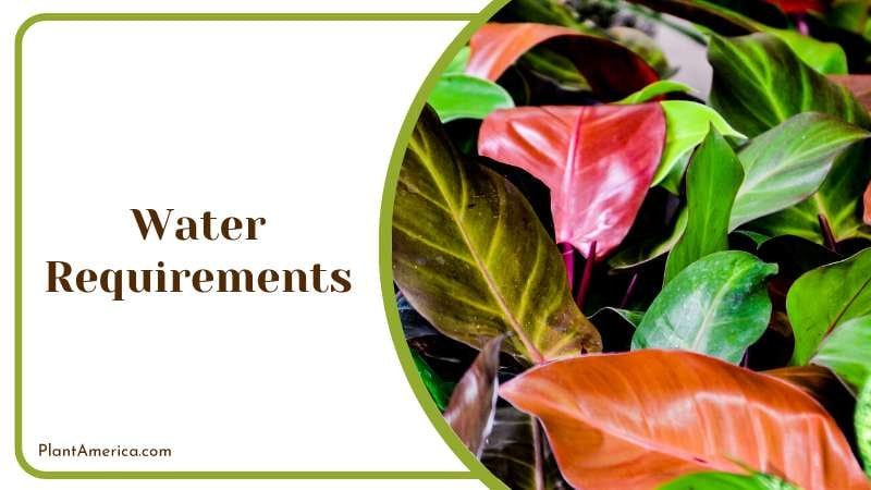 Water Management of Philodendron Bloody Mary PlantAmerica Water Management of Philodendron Bloody Mary PlantAmerica
