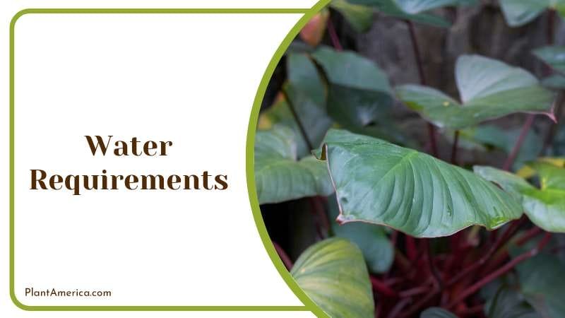 Water Management of Philodendron Erubescens PlantAmerica Water Management of Philodendron Erubescens PlantAmerica
