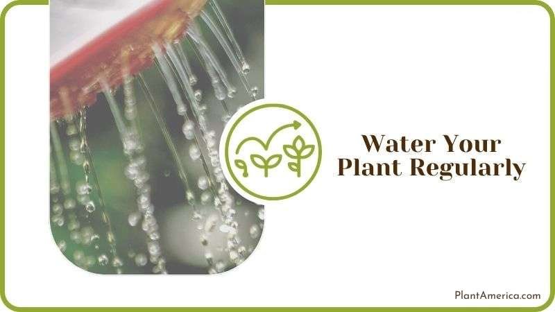 Water Peanut Plant Regularly Plant America