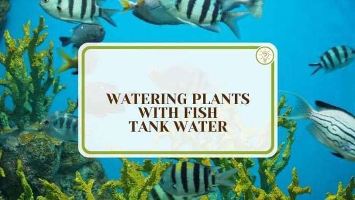 Watering Plants With Fish Tank Water: Natural Fertilizer - Plant America