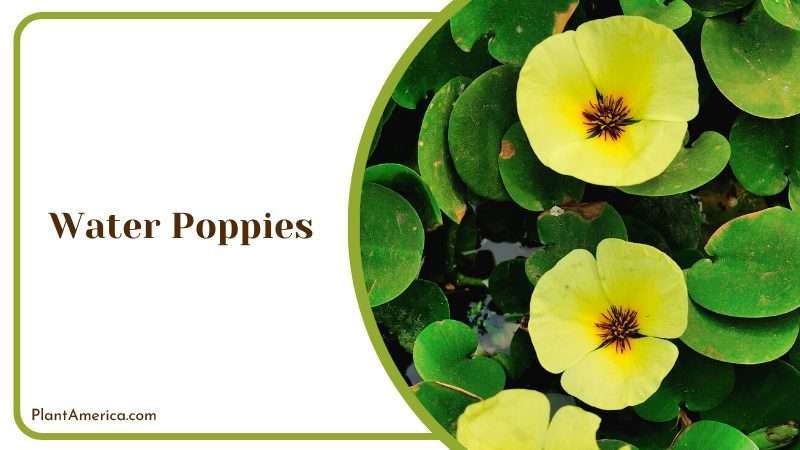 Water Poppies Yellow Flowers Plant America