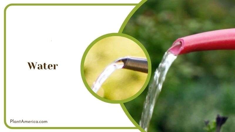 Water Propagation of Philodendron Subhastatum Plant America