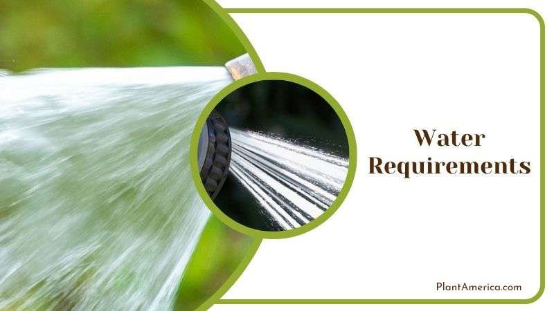 Water Requirements Care for Sansevieria PlantAmerica