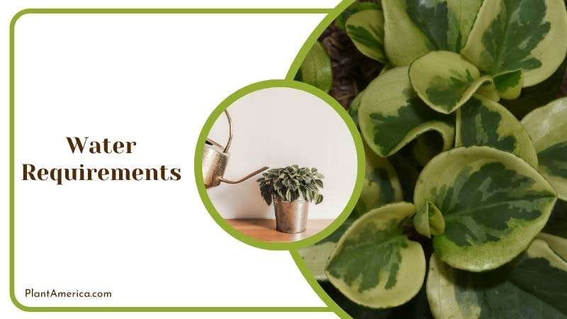 Water Requirements For Peperomia Napoli Nights PlantAmerica Water Requirements For Peperomia Napoli Nights PlantAmerica