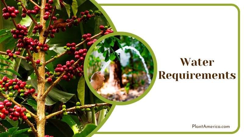 Water Requirements for Coffee Plants Plant America Water Requirements for Coffee Plants Plant America