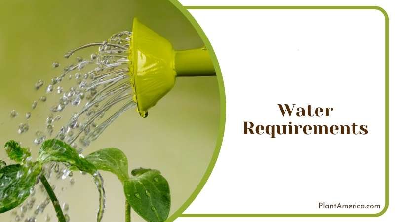 Water Requirements for Plant Health Plant America Water Requirements for Plant Health Plant America