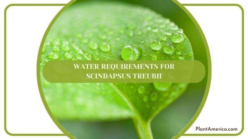 Water Requirements for Scindapsus Treubii Plant America Water Requirements for Scindapsus Treubii Plant America