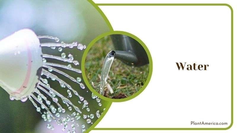 Water Requirements of Brachycaulos Plant America 2 Water Requirements of Brachycaulos Plant America