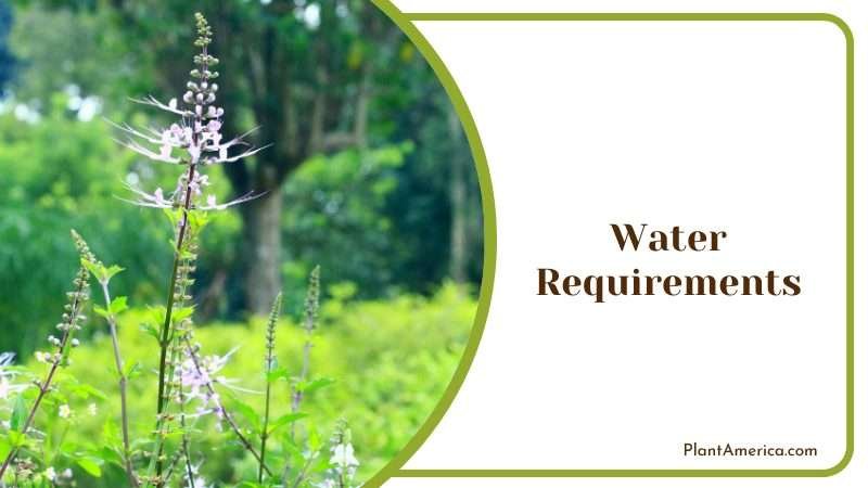 Water Requirements of Cat Whiskers Plant Plant America