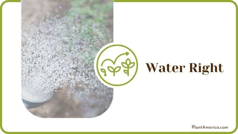 Water Right Plant America