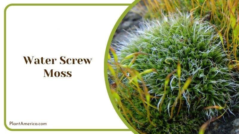 Water Screw Moss Plantamerica