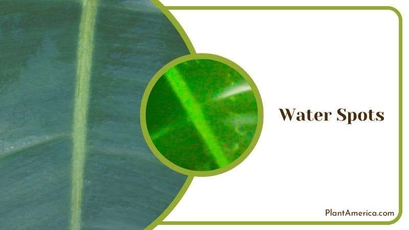Water Spots on Philodendrons Leaves Plant America