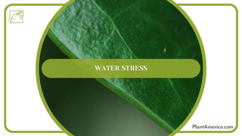 Water Stress Effects on Pallidiflorum Plant ~ PlantAmerica