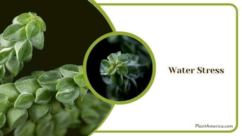 Water Stress issue in Peperomia Columella Plant America