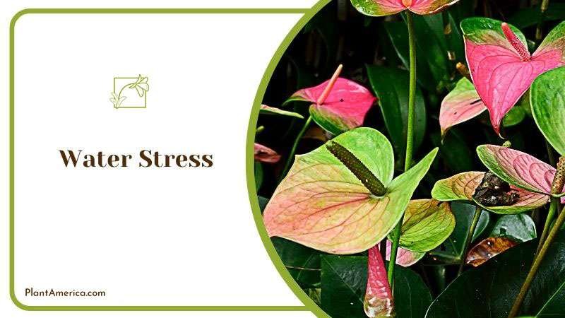 Content Images List Post Admirable Fireburst Anthurium for Ind